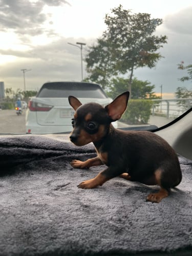 Chihuahuas
