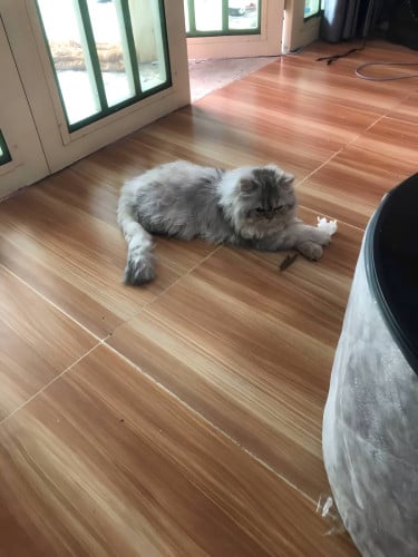 Fat and fluffy female cat high quality breed