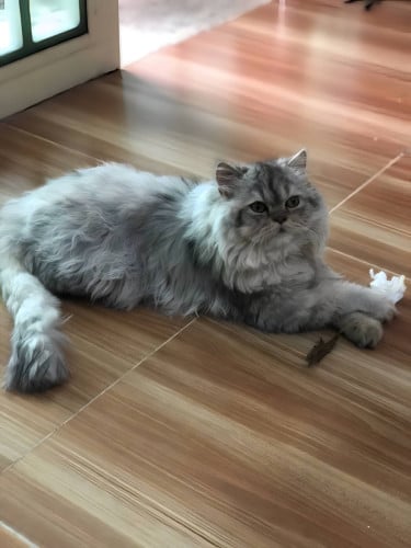 Fat and fluffy female cat high quality breed
