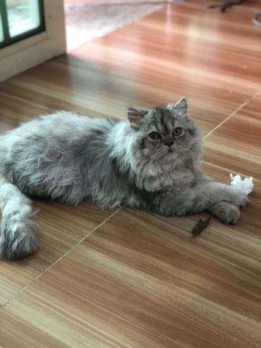 Fat and fluffy female cat high quality breed