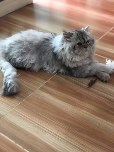 Fat and fluffy female cat high quality breed