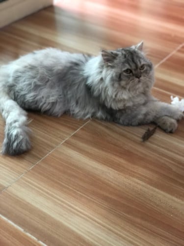Fat and fluffy female cat high quality breed