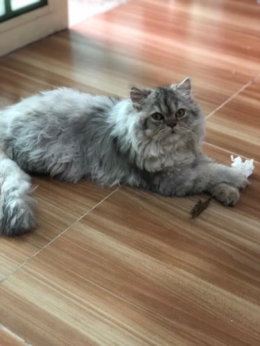 Fat and fluffy female cat high quality breed