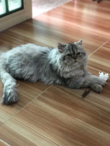 Fat and fluffy female cat high quality breed
