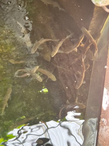 Golden/Red/Brown Mahseer