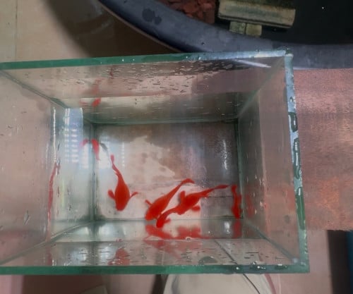 Guppy Red Koi Super Red