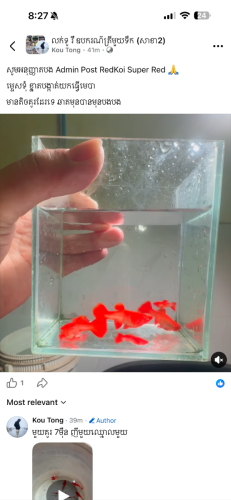 Guppy Red Koi Super Red