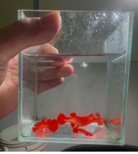 Guppy Red Koi Super Red