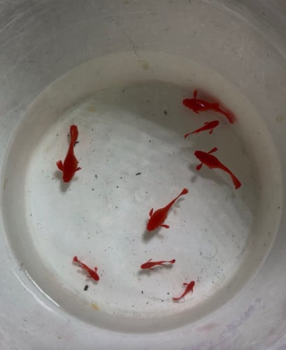 Guppy Red Koi Super Red