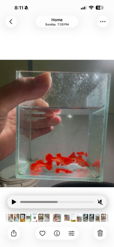 Guppy Red Koi Super Red
