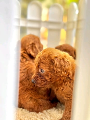 Original breed Toy Poddle