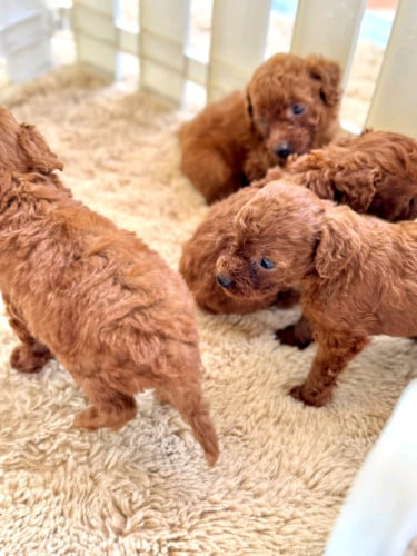 Original breed Toy Poddle