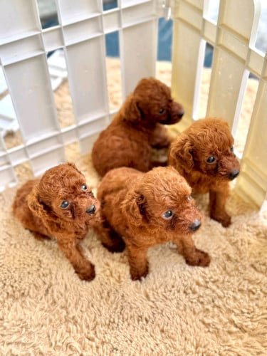 Original breed Toy Poddle