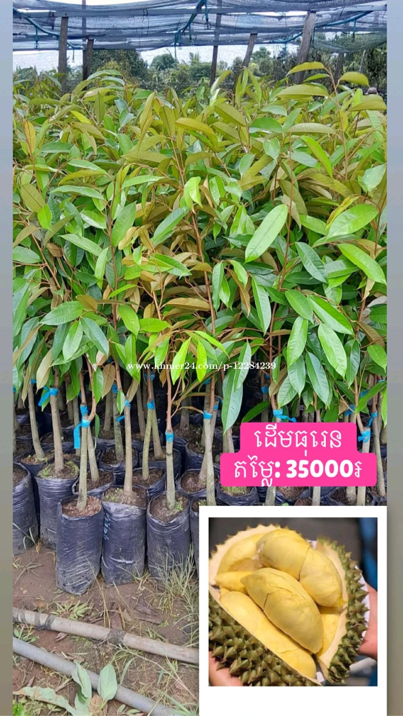 មានលក់ដំណាំហូបផ្លែគ្រប់ប្រភេទ