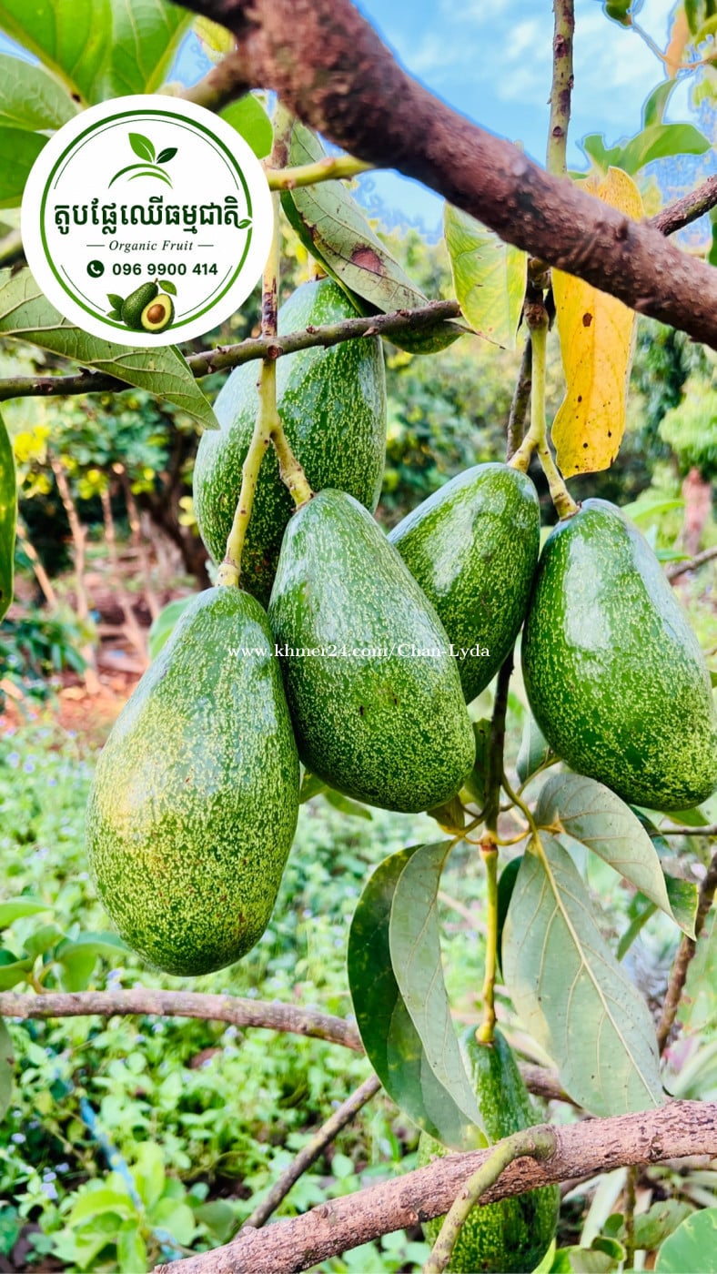 ផ្លែប័រធម្មជាតិ 100%