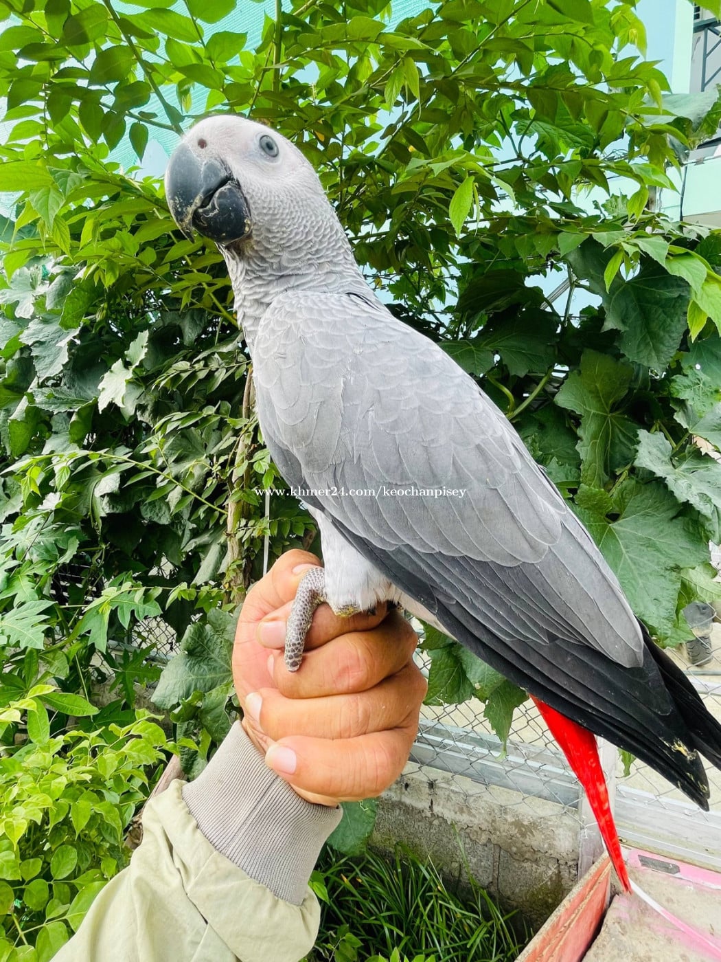 african gray