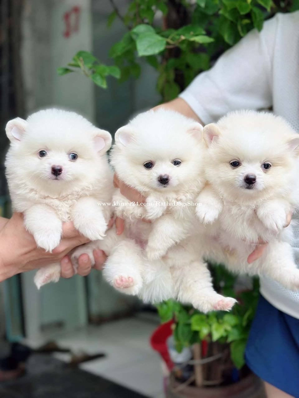 Pom Mini
