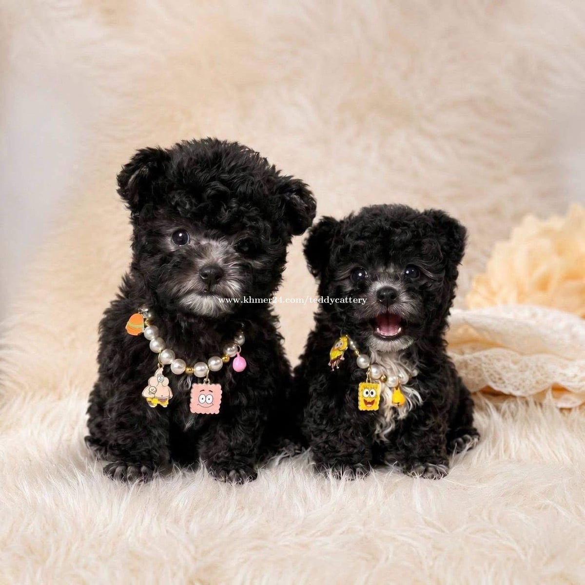 Poodle
