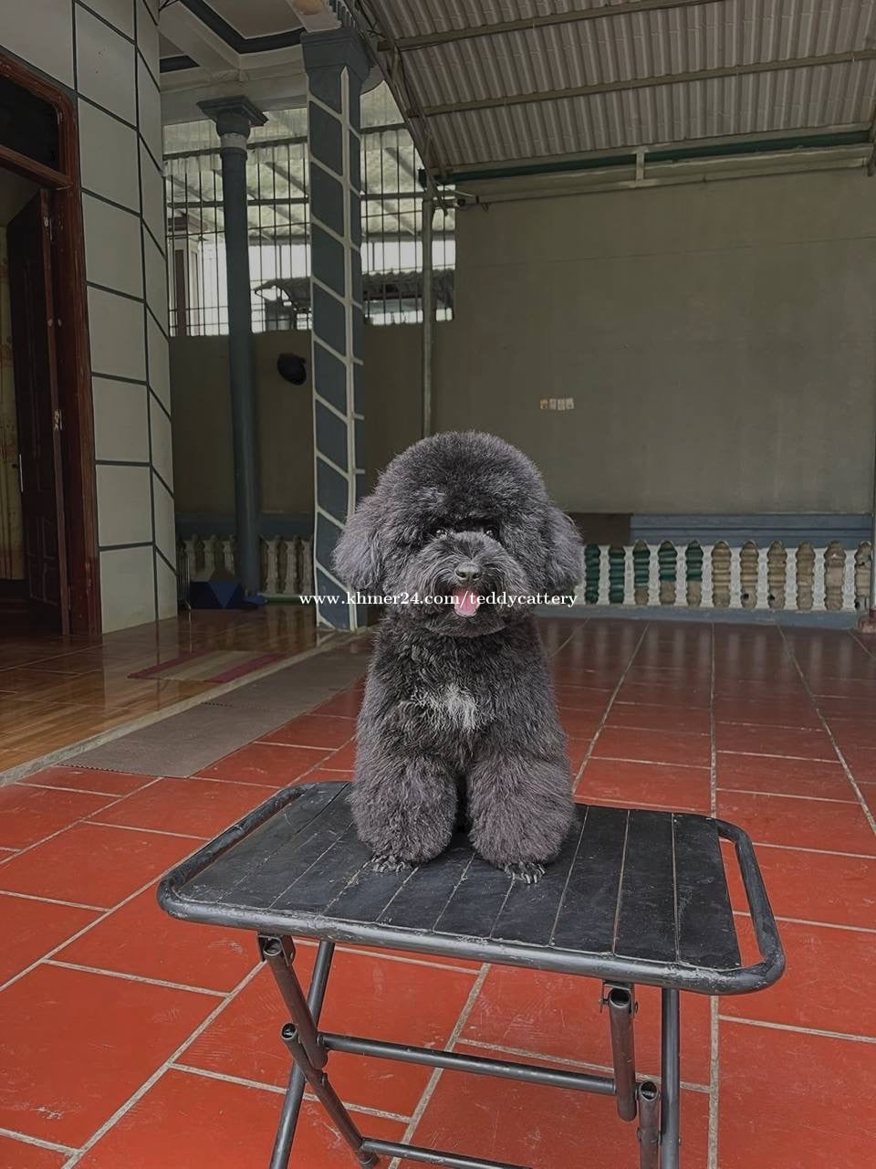 Poodle