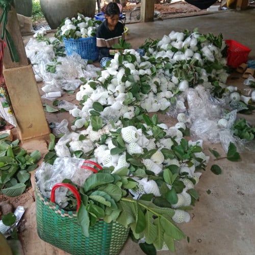 ត្របែកចំការផ្ទាល់