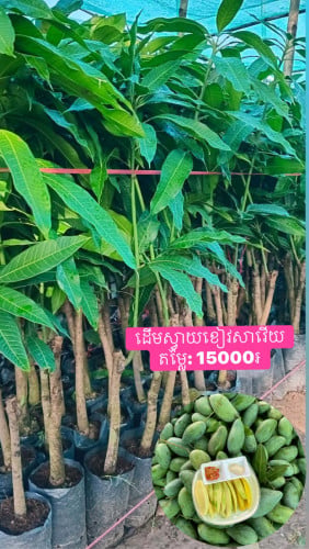 មានលក់ដំណាំហូបផ្លែគ្រប់ប្រភេទ
