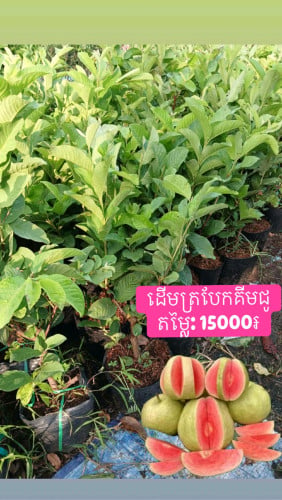 មានលក់ដំណាំហូបផ្លែគ្រប់ប្រភេទ