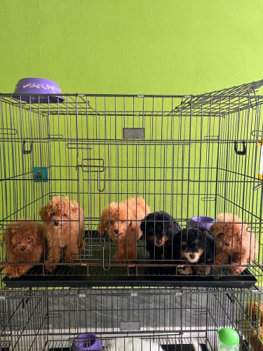 ភូដលត្នោតឌិត