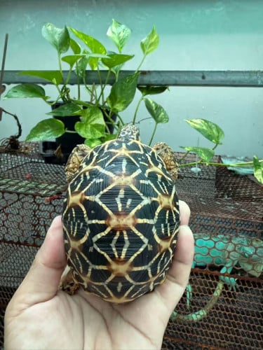 印度星龟