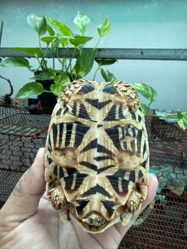 印度星龟