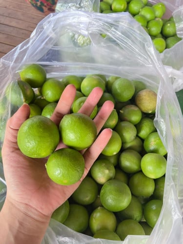 ក្រូចឆ្មាខ្មែរ100%ដើមខ្លួនឯង