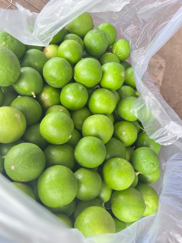 ក្រូចឆ្មាខ្មែរ100%ដើមខ្លួនឯង