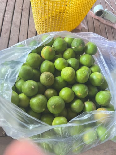 ក្រូចឆ្មាខ្មែរ100%ដើមខ្លួនឯង