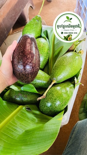 ផ្លែប័រធម្មជាតិ 100%