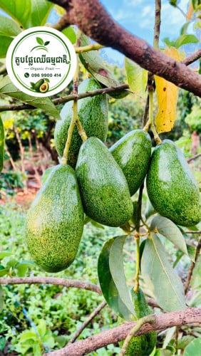ផ្លែប័រធម្មជាតិ 100%