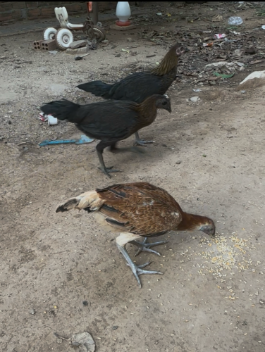 លក់ 15$ មានបីគ្រាប់