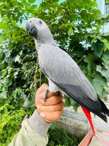 african gray