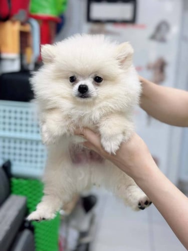Pom Mini
