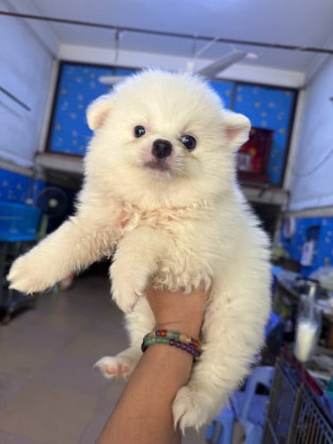 Pom Mini
