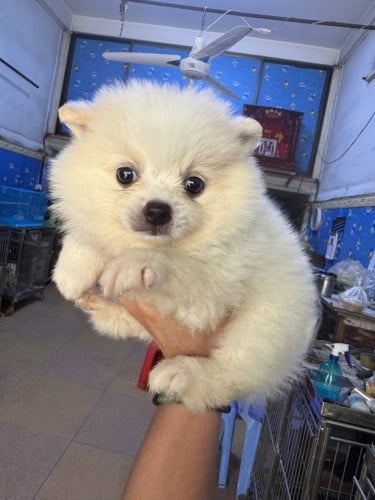 Pom Mini