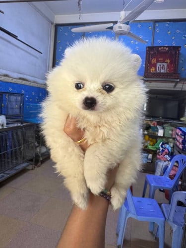 Pom Mini