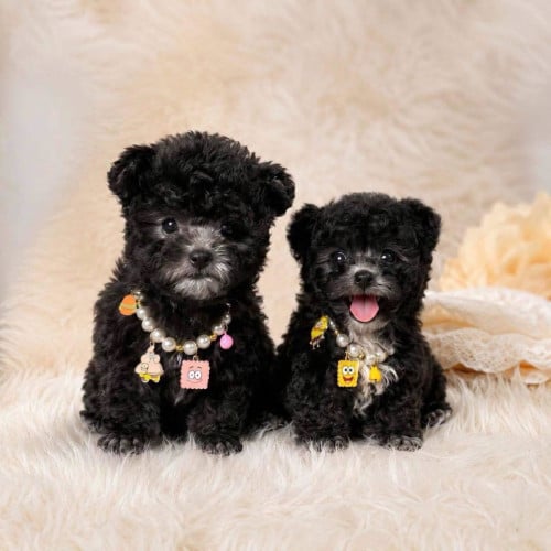 Poodle