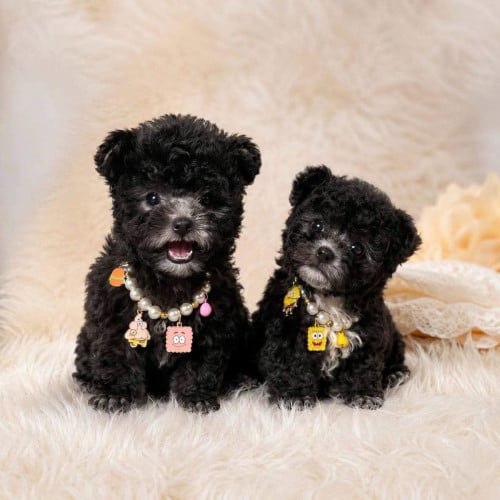 Poodle