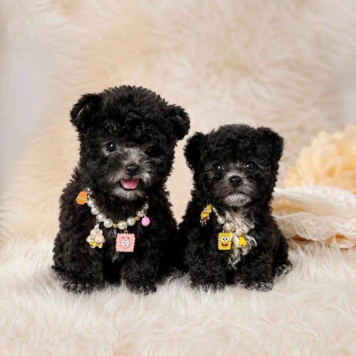 Poodle