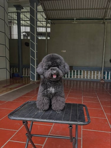 Poodle