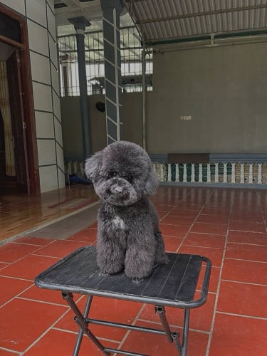 Poodle