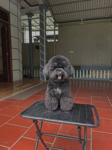 Poodle