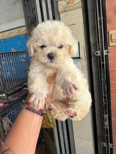 Poodle mini-toy