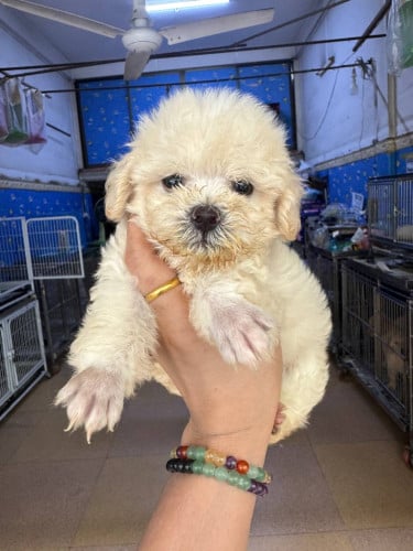 Poodle mini-toy