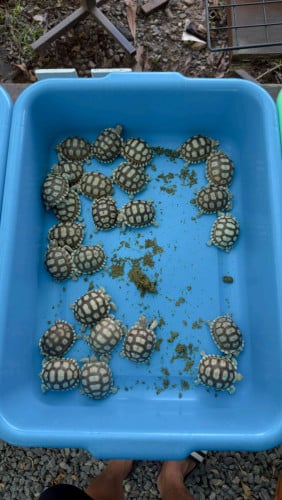 Sulcata 2inch