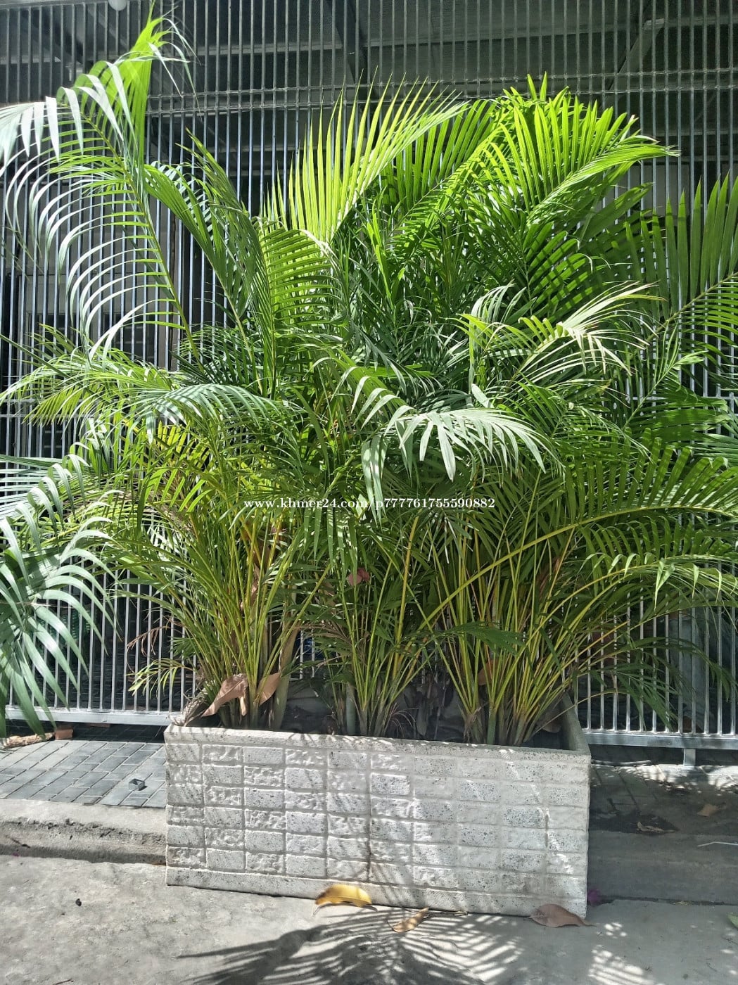 ដើមដូងលំអ